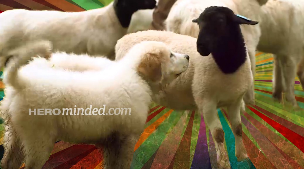 Hero Minded Animals - Great Pyrenees guardians of the flock | HeroMinded.com