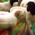 Hero Minded Animals - Great Pyrenees guardians of the flock | HeroMinded.com